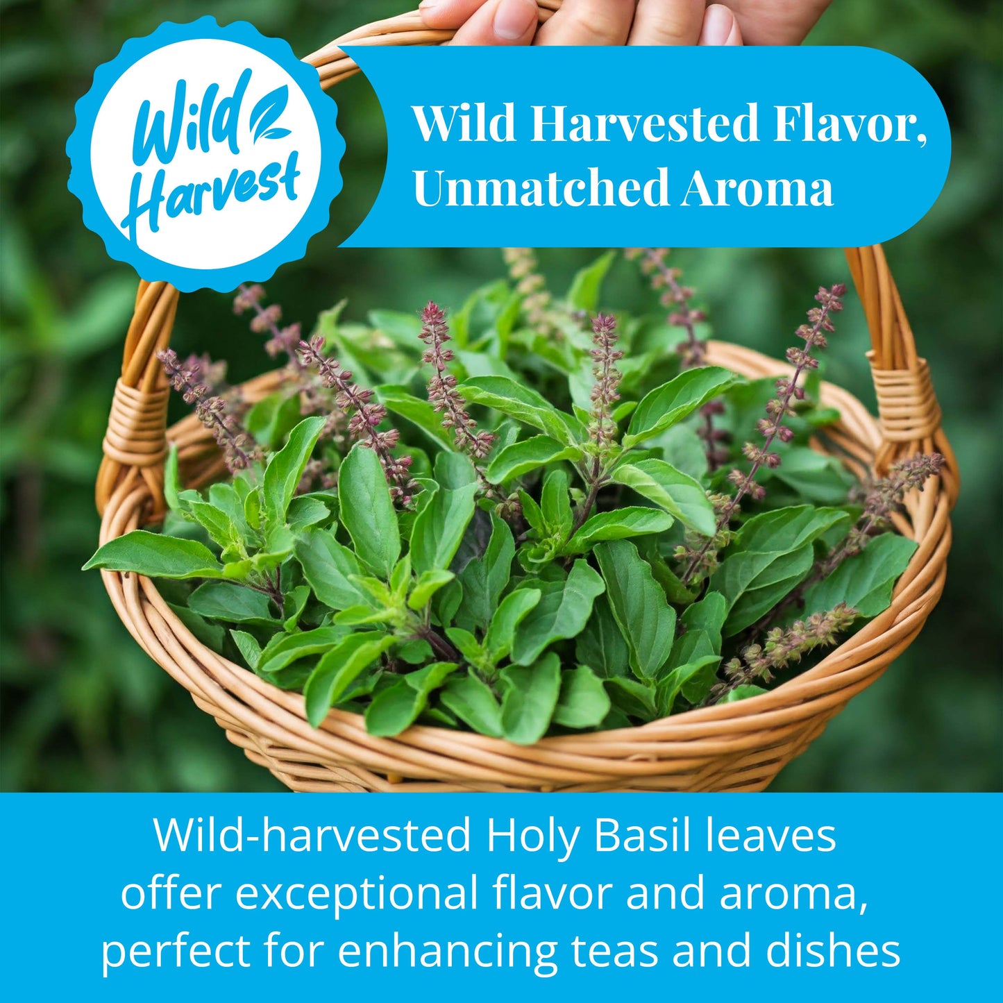 Akshit Holy Basil Leaves, Naturally Dried Leaves, 100% Pure Holy Basil (Tulsi) Tea , No Caffeine, No Additives, Vegan - 2.6oz