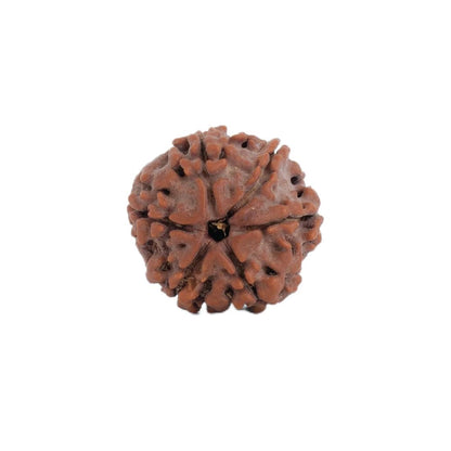 Astrotalk Nepal Origin 6 Mukhi Rudraksha | Boost Focus & Confidence | 108 Hours Energized by Top Astrologers | Mental Clarity, Willpower & Success | Sacred Rudraksha Bead for Women & Men