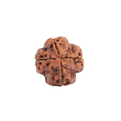 Astrotalk Nepal Origin 4 Mukhi Rudraksha | Boost Creativity & Intellectual Growth | Clarity, Confidence & Self-Expression | Sacred Rudraksha Bead for Women & Men