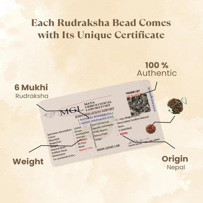 Astrotalk Nepal Origin 6 Mukhi Rudraksha | Boost Focus & Confidence | 108 Hours Energized by Top Astrologers | Mental Clarity, Willpower & Success | Sacred Rudraksha Bead for Women & Men
