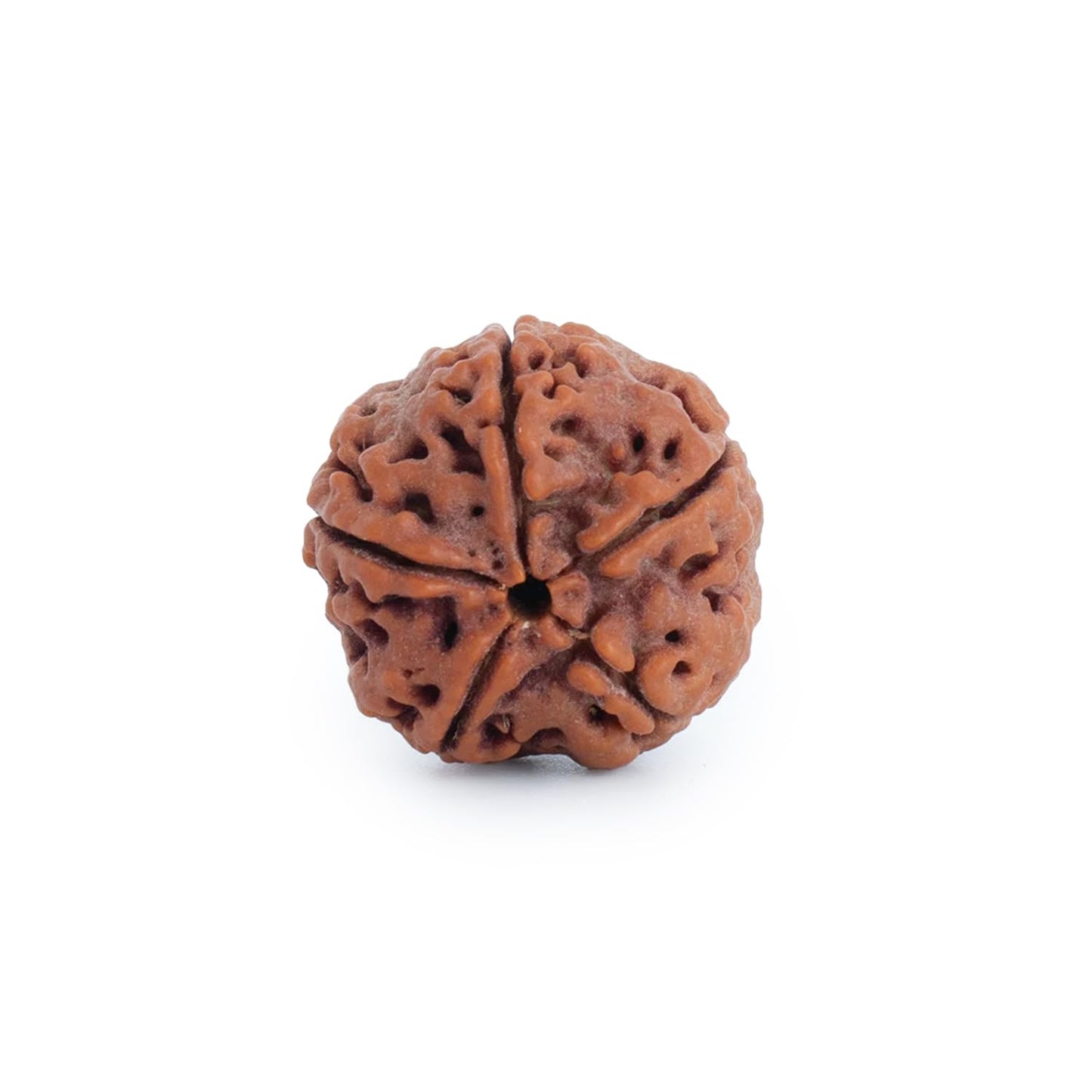 Astrotalk Nepal Origin 5 Mukhi Rudraksha | Elevate Spiritual Growth & Inner Peace | 108 Hours Energized by Top Astrologers | Clarity, Protection & Well-Being | Sacred Rudraksha Bead for Women & Men