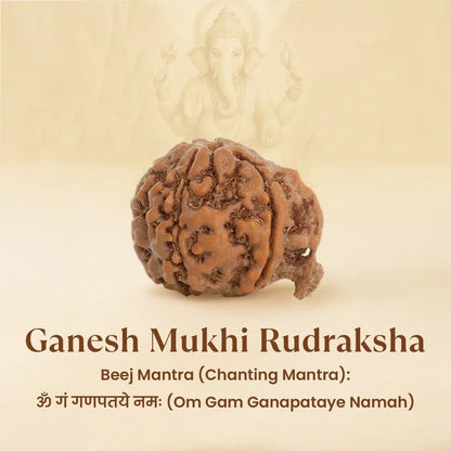 Astrotalk Ganesh Mukhi Rudraksha | Remove Obstacles & Unlock Success | 108 Hours Energized by Top Astrologers | Wisdom, Protection & Confidence | Sacred Rudraksha Bead for Women & Men