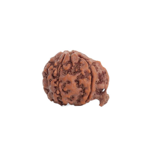 Astrotalk Ganesh Mukhi Rudraksha | Remove Obstacles & Unlock Success | 108 Hours Energized by Top Astrologers | Wisdom, Protection & Confidence | Sacred Rudraksha Bead for Women & Men
