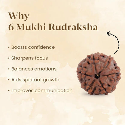 Astrotalk Nepal Origin 6 Mukhi Rudraksha | Boost Focus & Confidence | 108 Hours Energized by Top Astrologers | Mental Clarity, Willpower & Success | Sacred Rudraksha Bead for Women & Men