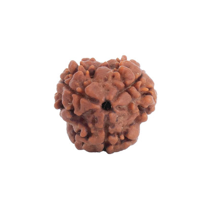 Astrotalk Nepal Origin 3 Mukhi Rudraksha | Ignite Self-Transformation & Confidence | Emotional Healing, Mental Clarity & Strength | Sacred Rudraksha Bead for Women & Men