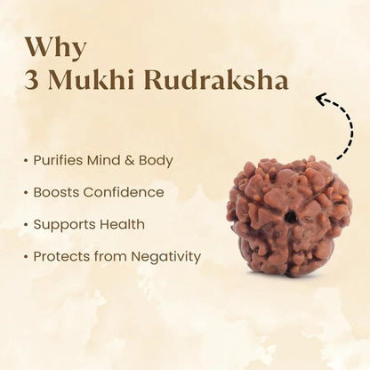 Astrotalk Nepal Origin 3 Mukhi Rudraksha | Ignite Self-Transformation & Confidence | Emotional Healing, Mental Clarity & Strength | Sacred Rudraksha Bead for Women & Men