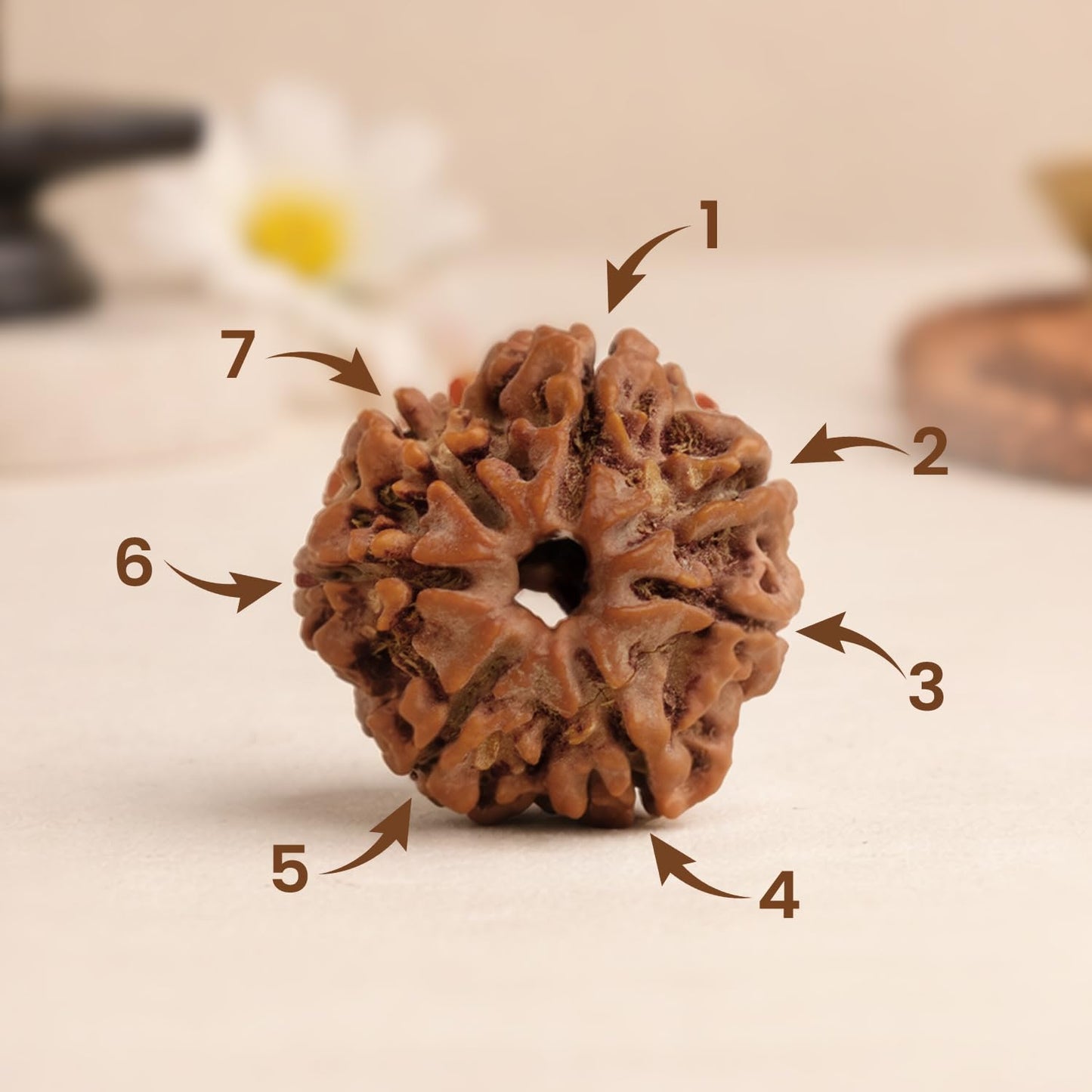 Astrotalk Nepal Origin 7 Mukhi Rudraksha | Attract Wealth & Prosperity | 108 Hours Energized by Top Astrologers | Financial Stability, Peace & Spiritual Growth | Sacred Rudraksha Bead for Women & Men