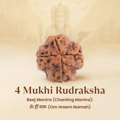 Astrotalk Nepal Origin 4 Mukhi Rudraksha | Boost Creativity & Intellectual Growth | Clarity, Confidence & Self-Expression | Sacred Rudraksha Bead for Women & Men