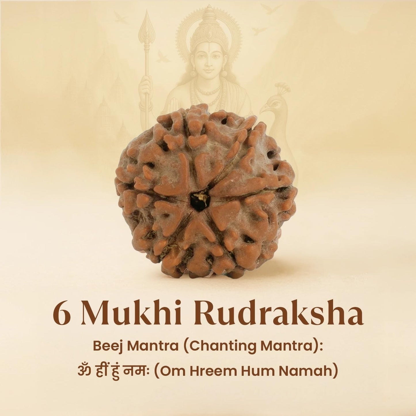 Astrotalk Nepal Origin 6 Mukhi Rudraksha | Boost Focus & Confidence | 108 Hours Energized by Top Astrologers | Mental Clarity, Willpower & Success | Sacred Rudraksha Bead for Women & Men
