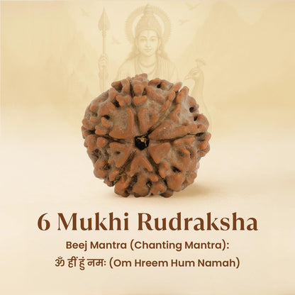Astrotalk Nepal Origin 6 Mukhi Rudraksha | Boost Focus & Confidence | 108 Hours Energized by Top Astrologers | Mental Clarity, Willpower & Success | Sacred Rudraksha Bead for Women & Men