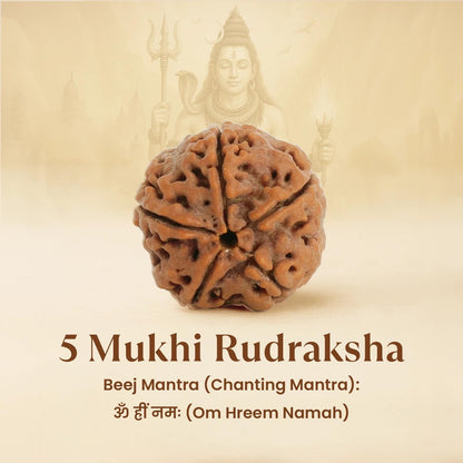 Astrotalk Nepal Origin 5 Mukhi Rudraksha | Elevate Spiritual Growth & Inner Peace | 108 Hours Energized by Top Astrologers | Clarity, Protection & Well-Being | Sacred Rudraksha Bead for Women & Men