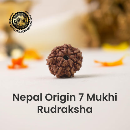 Astrotalk Nepal Origin 7 Mukhi Rudraksha | Attract Wealth & Prosperity | 108 Hours Energized by Top Astrologers | Financial Stability, Peace & Spiritual Growth | Sacred Rudraksha Bead for Women & Men