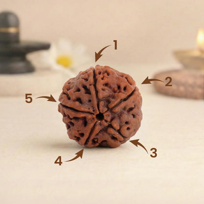 Astrotalk Nepal Origin 5 Mukhi Rudraksha | Elevate Spiritual Growth & Inner Peace | 108 Hours Energized by Top Astrologers | Clarity, Protection & Well-Being | Sacred Rudraksha Bead for Women & Men