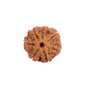 Astrotalk Nepal Origin 7 Mukhi Rudraksha | Attract Wealth & Prosperity | 108 Hours Energized by Top Astrologers | Financial Stability, Peace & Spiritual Growth | Sacred Rudraksha Bead for Women & Men