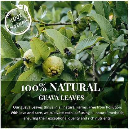 Akshit Dried Guava Leaves 100% Natural, ( Hojas De Guayaba ) | Loose Tea, Non-GMO, Vegan, Gluten-Free | Support Digestive and Immune Health  2.5 oz