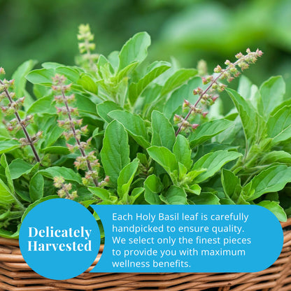 Akshit Dried Tulsi / Holy Basil Leaves | Tulsi Tea | Holy Basil Tea - 2.6oz