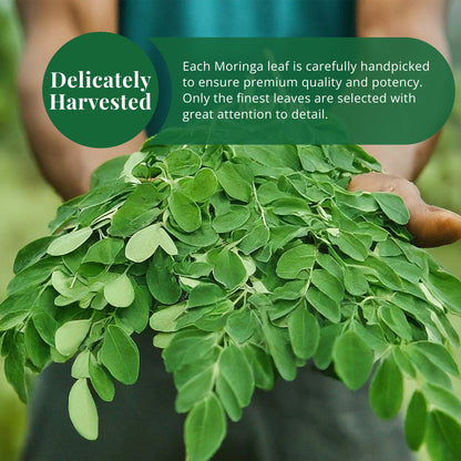 Akshit Moringa (Oleifera) Tea Leaves – Herbal Tea, 100% Natural Moringa Leaves, Boosts Energy & Immunity - 2.6 oz