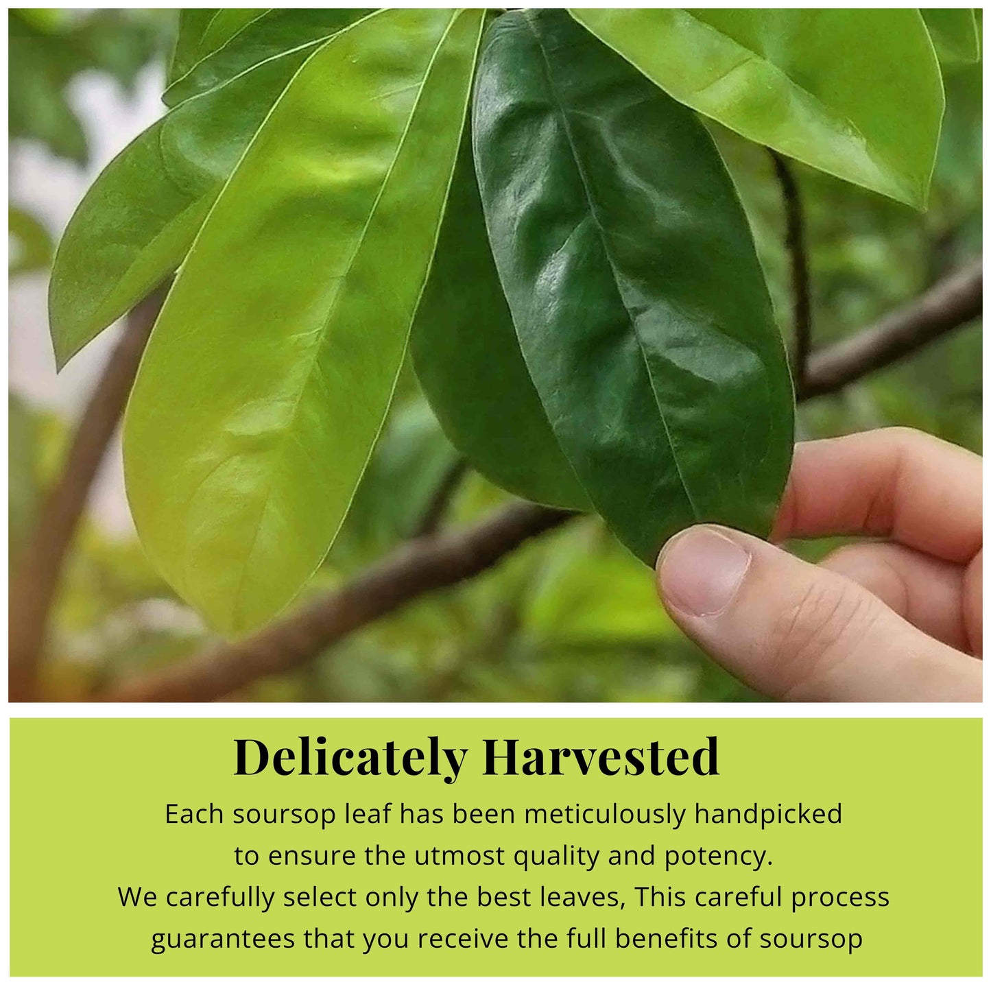 200+ Whole Dried Soursop Leaves – 2.6 oz , 100% Natural Soursop Tea (Graviola Leaves), Caffeine-Free Herbal Tea (Hoja Guanabana)
